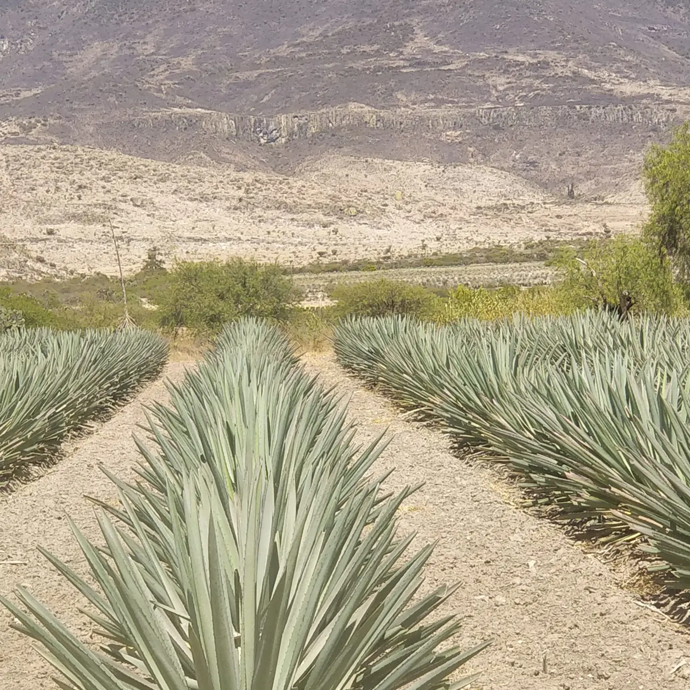 Rows of agave plants in the Mexican landscape